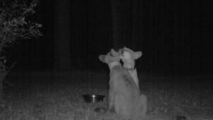 Trail Cams Captured Incredible Footage That No One Was Supposed To See